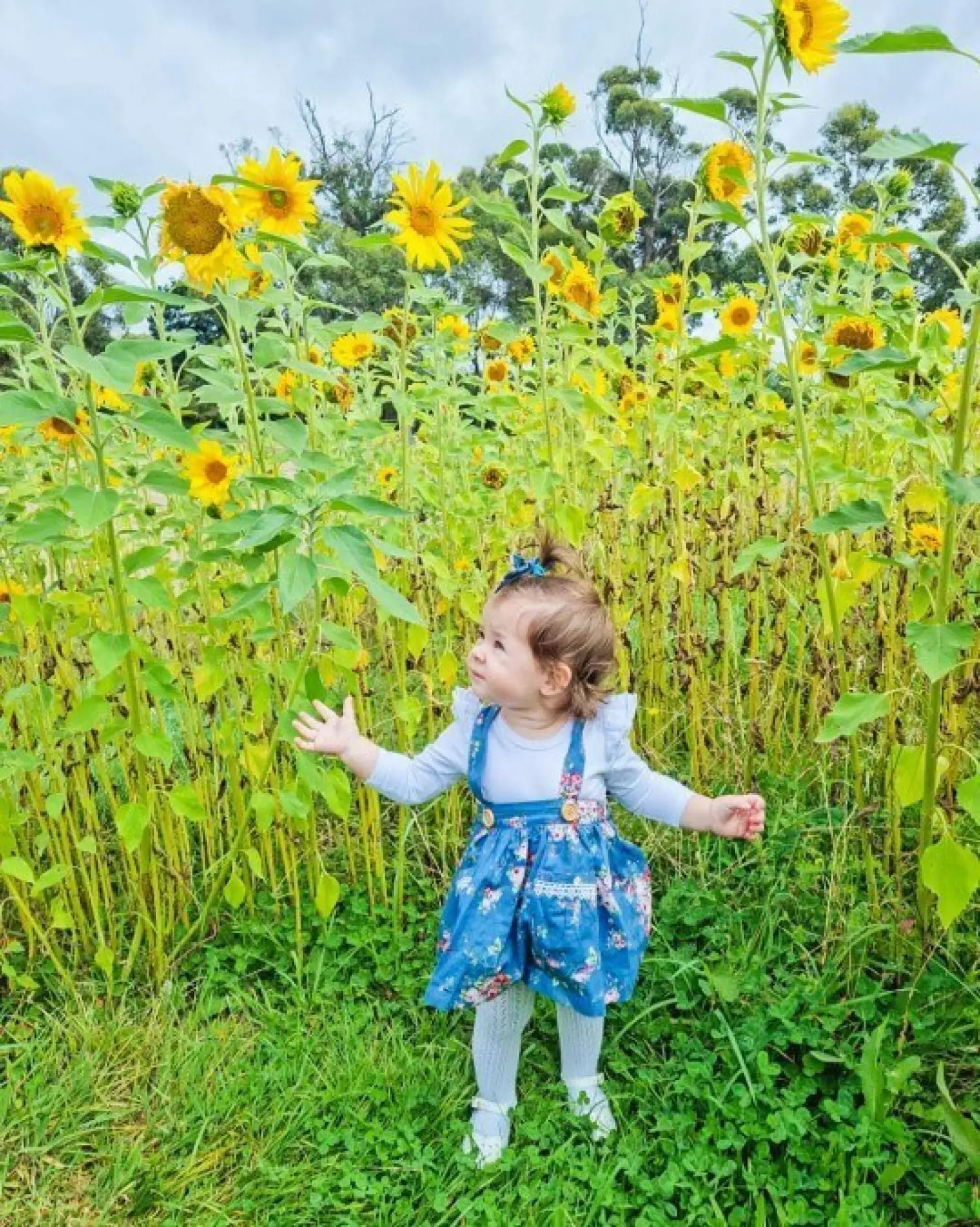 Michelle Robson Ruby in the Sun Flowers