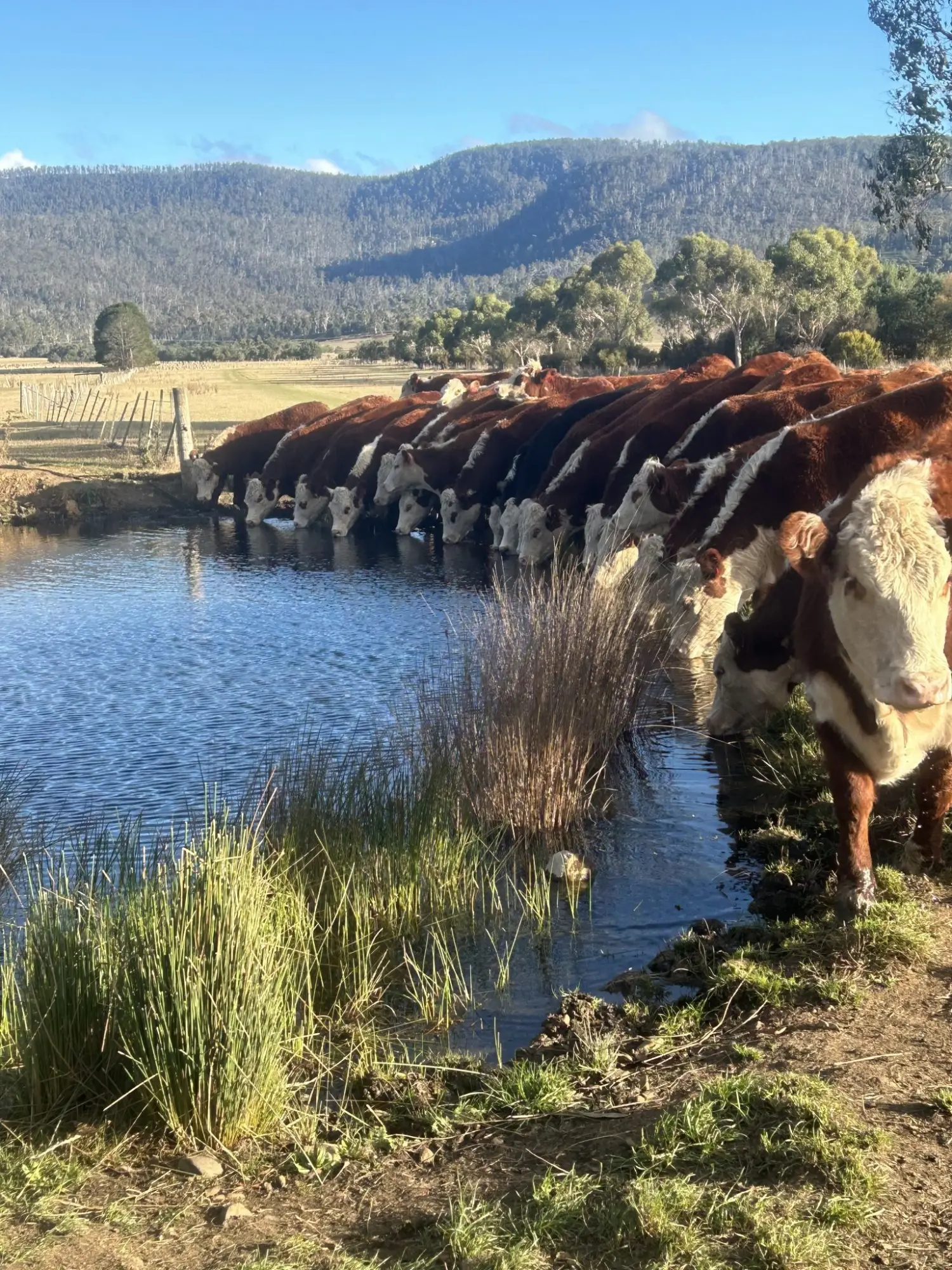 Harrison Gee Urban And Rural Life Mob of Heifers at Fingal