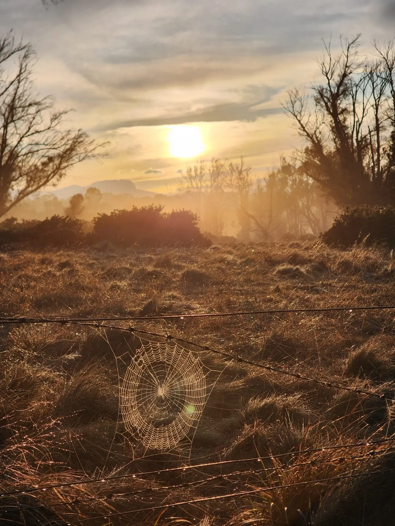 Jill Bennett Nature Spiders web Spring is coming