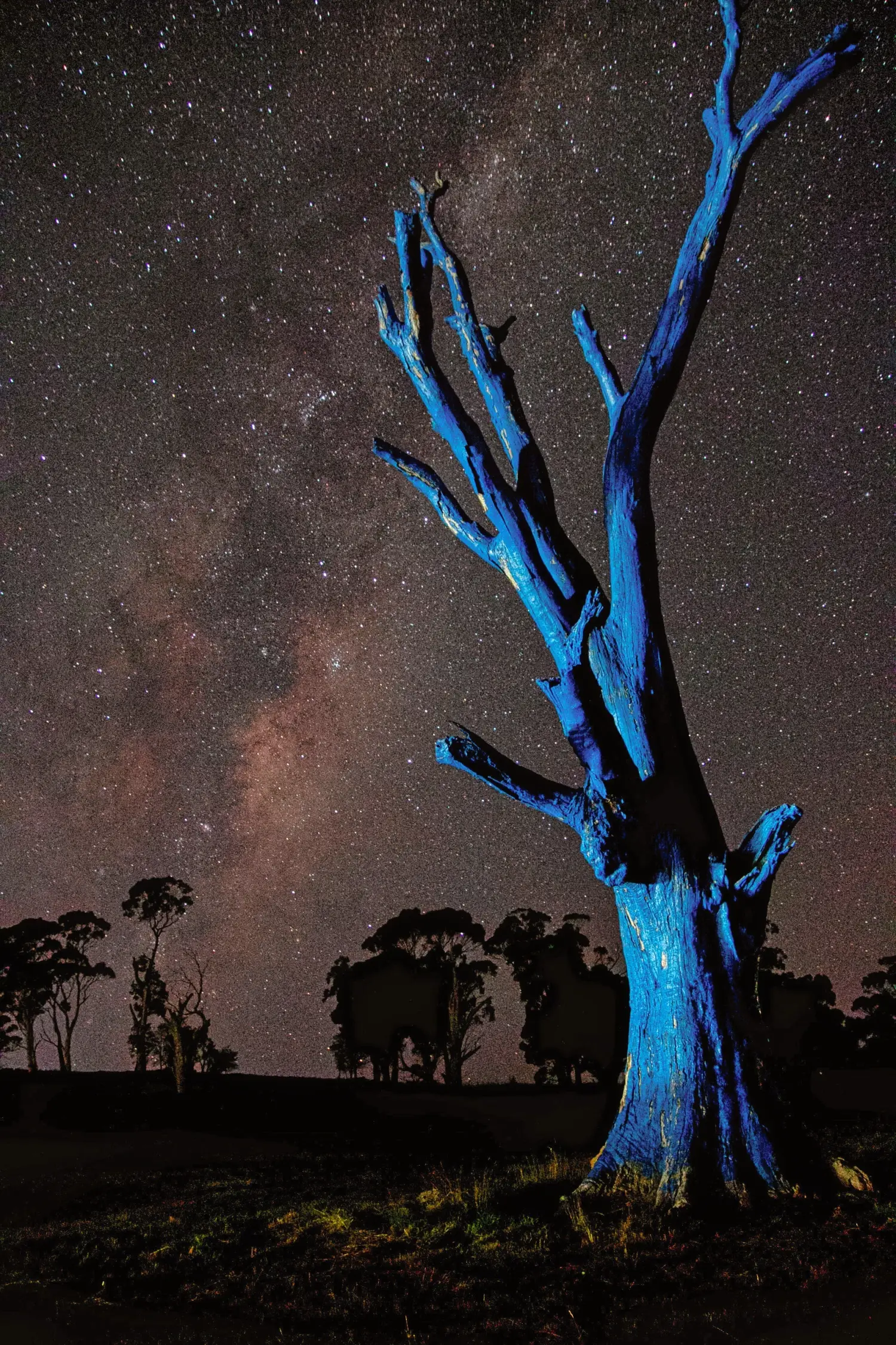 Harry De Jonge Blue Treefrom Perth and Longford