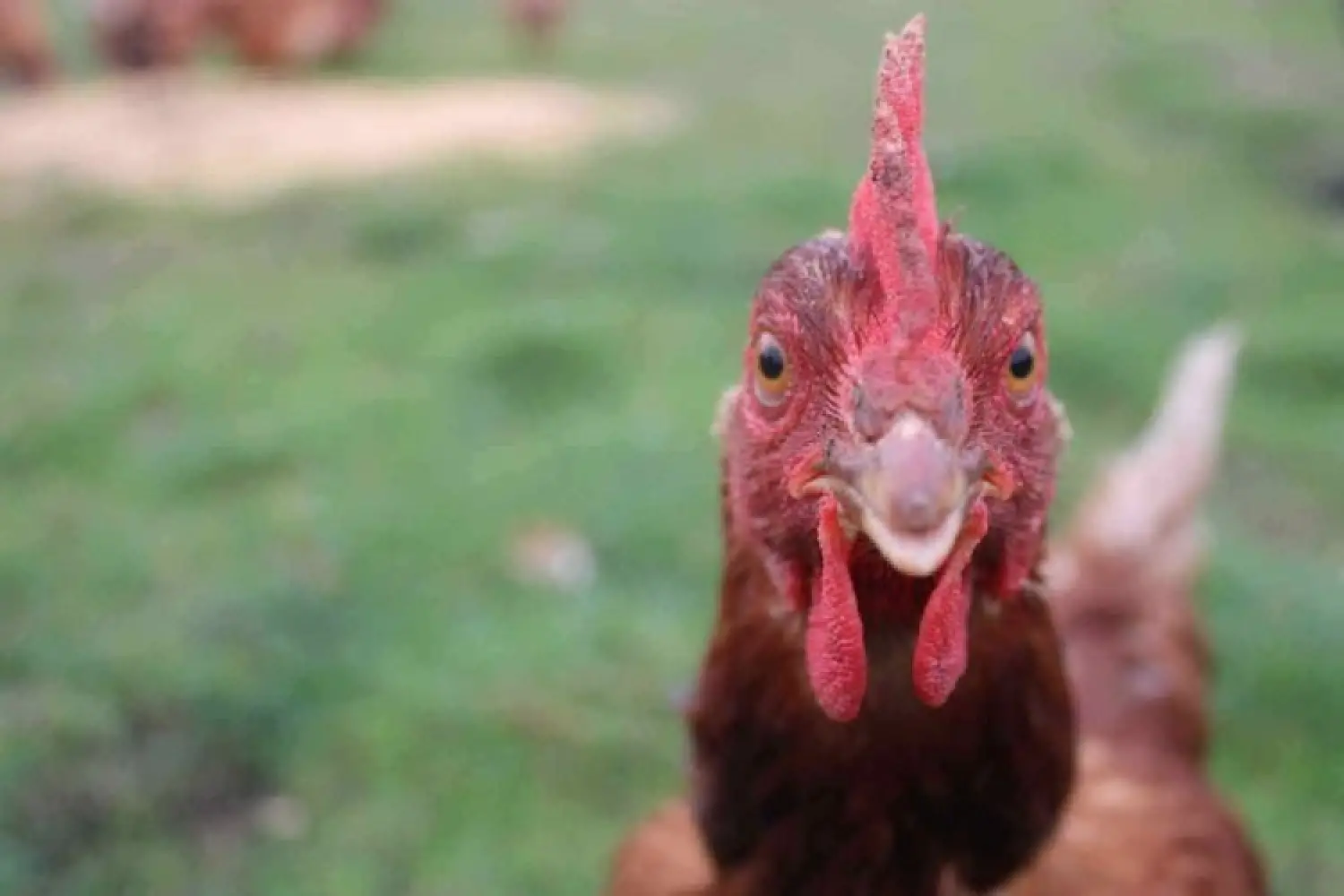 Adeline Lloyd chicken at Cressy School