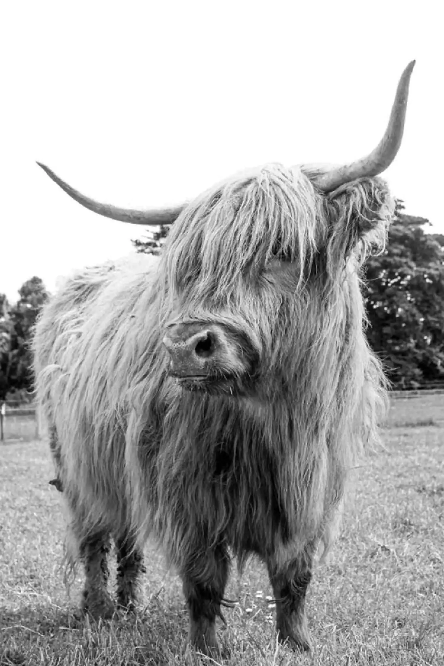 Gabi Dunn highlandcows1