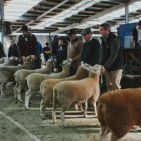 Campbell Town Show 29 - 30th May 2026