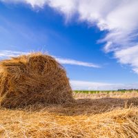 Hay Bale Landscape