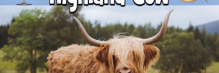 Paint n Sip - Highland Cow. Campbell Town